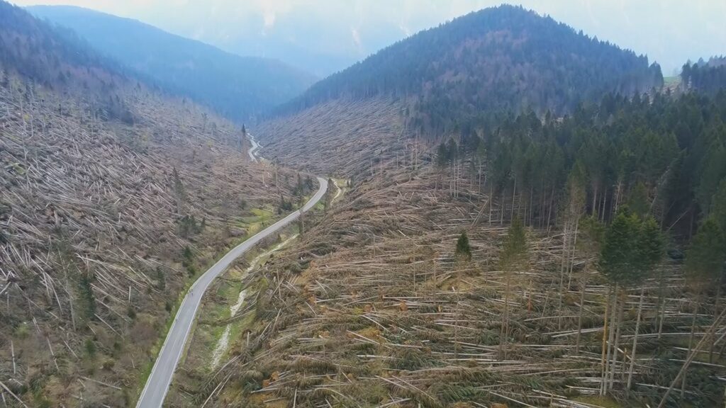 La foresta ferita