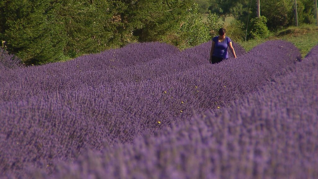 Lavanda e fagioli